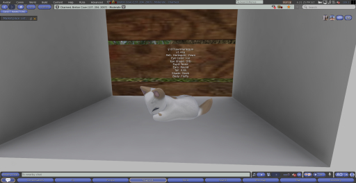 Stray Cats Kitten - 8TFawnHarlequin (F)