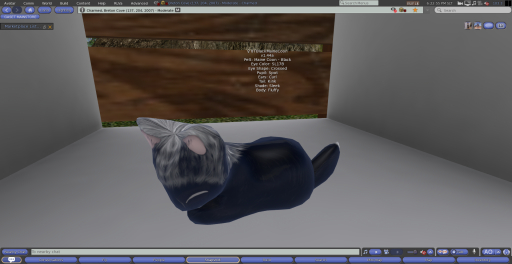 Stray Cats Kitten - 8TBlackMaineCoon (F)