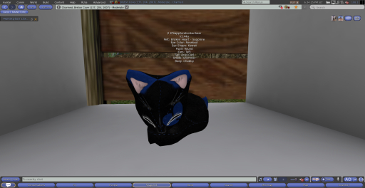 Stray Cats Kitten - 8Tsapphirebrokenhear (F)