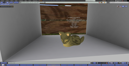 Stray Cats Kitten - 8TBlue/creamClasstab (F)