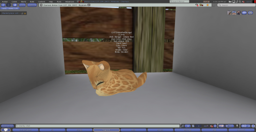 Stray Cats Kitten - 8TDiluteRedBengal (F)