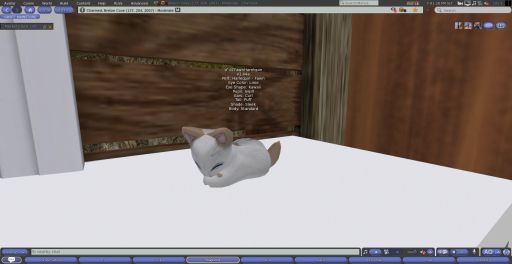 Stray Cats Kitten - 6TFawnHarelquin (M)