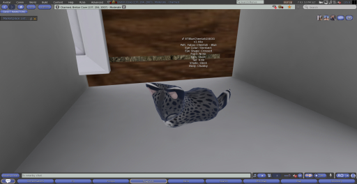 Stray Cats Kitten - 8TBlueCheetah15EOG (M)