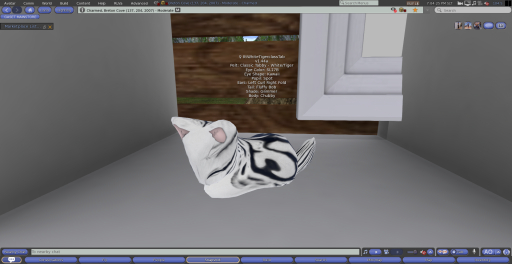 Stray Cats Kitten - 8tWhiteTigerclassTab (F)