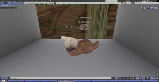 Stray Cats Kitten - 8TCinnamon MaineCoon (F)