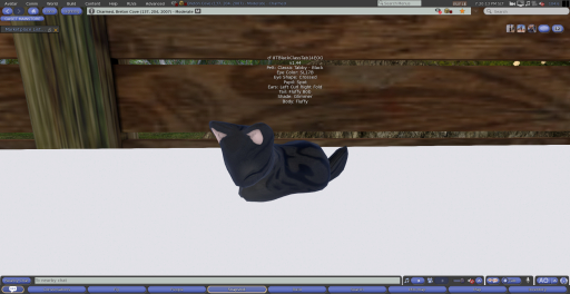 Stray Cats Kitten - 8TBlackClassTab14EOG (M)