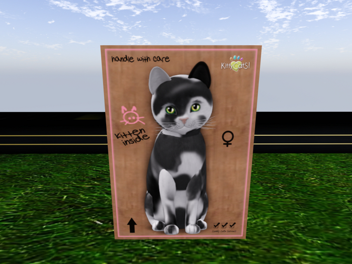 KittyCatS Box - New Born Kitten