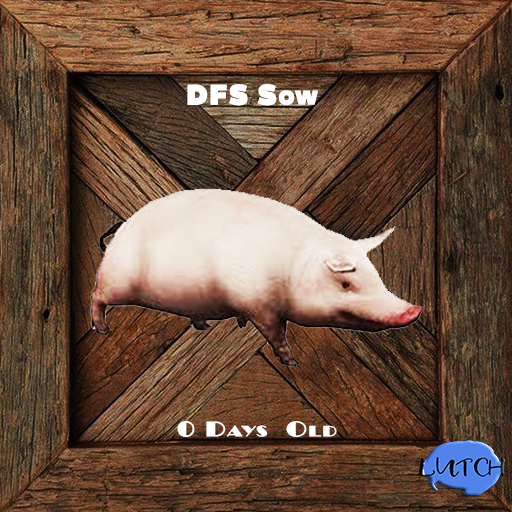 DFS Sow  - 0 Days