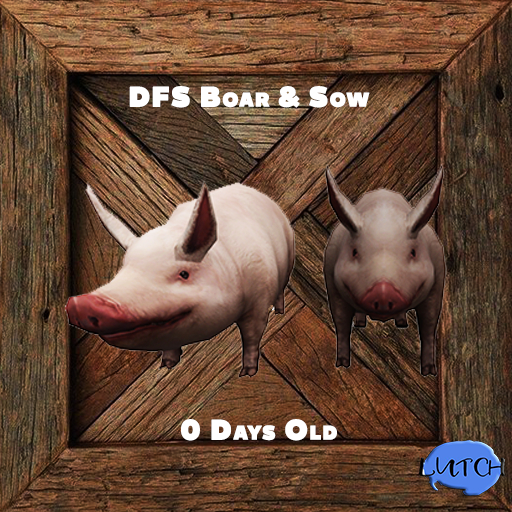 DFS Boar & Sow  - 0 Days Old