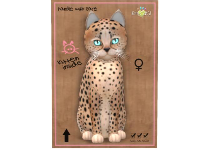 KittyCatS Box - 9T - F - Cheetah! - Au Natural