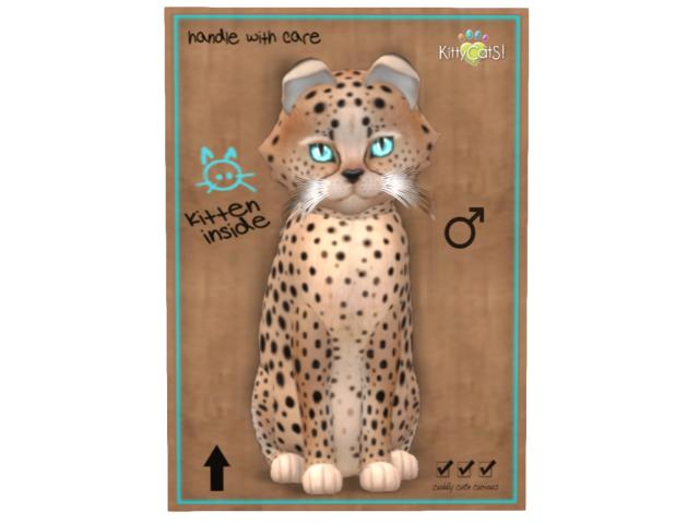 KittyCatS Box - 9T - M - Cheetah! - Au Natural