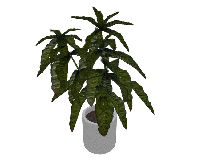Tropical Plant the Islands Stucco