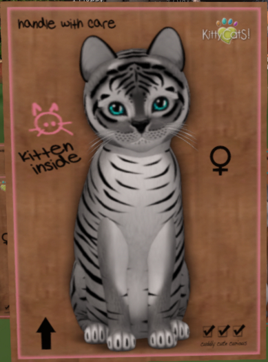 KittyCatS Box - New Born Kitten   630