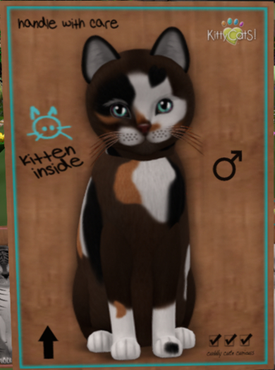 KittyCatS Box - New Born Kitten   631