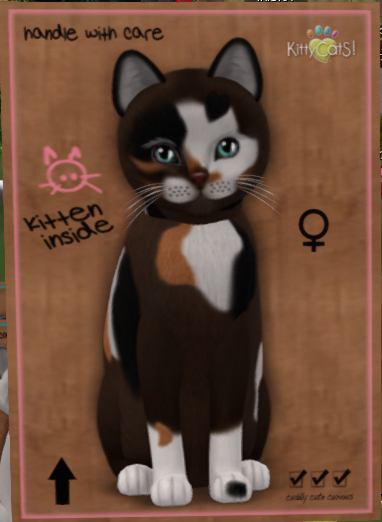 KittyCatS Box - New Born Kitten  632