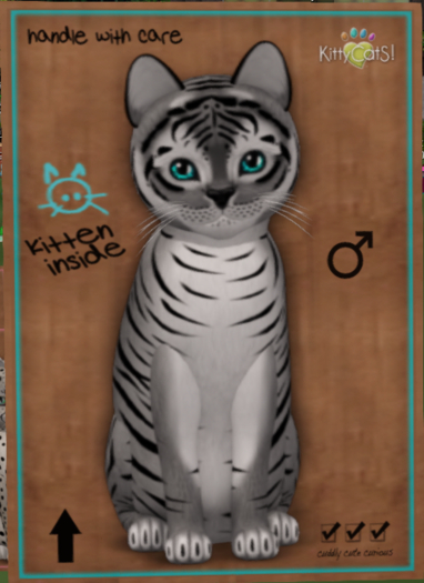 KittyCatS Box - New Born Kitten 633