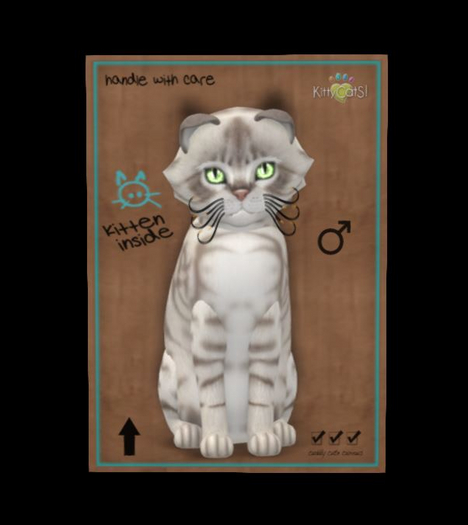 Australian Mist - Blue Marble - crystal spring