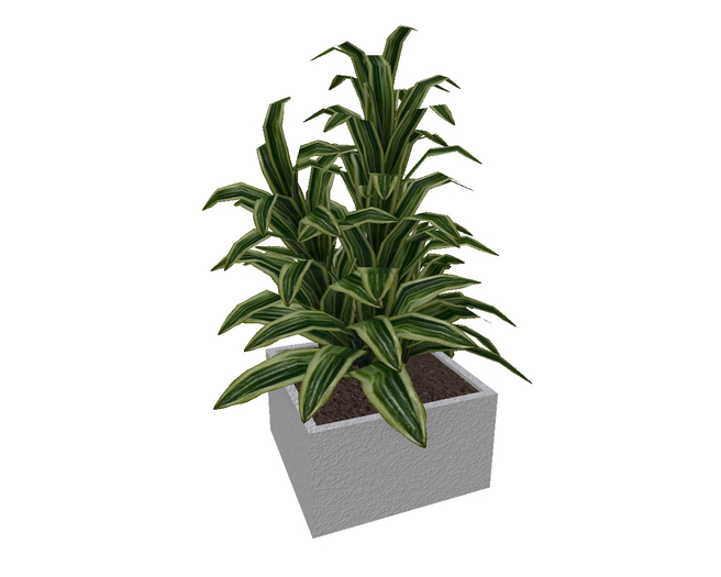 Tropical Shrub Snake Plant Stucco
