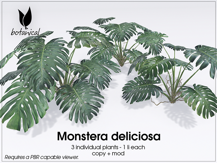 Botanical - Monstera deliciosa Plants