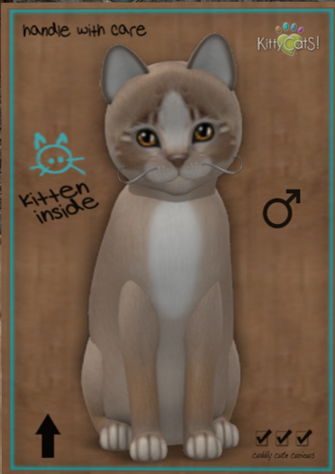 KittyCatS Box - New Born Kitten