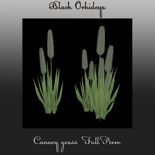 *BO* - Canary grass Full Perm