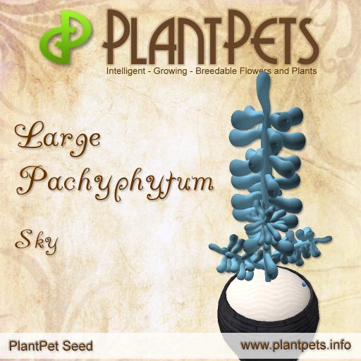 PlantPet Seed [Large Pachyphytum *Sky*]