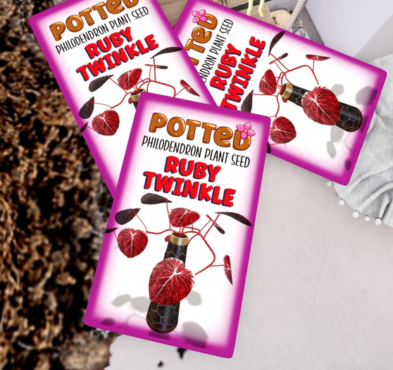 Potted: Philodendron Plant Seed: Ruby Twinkle