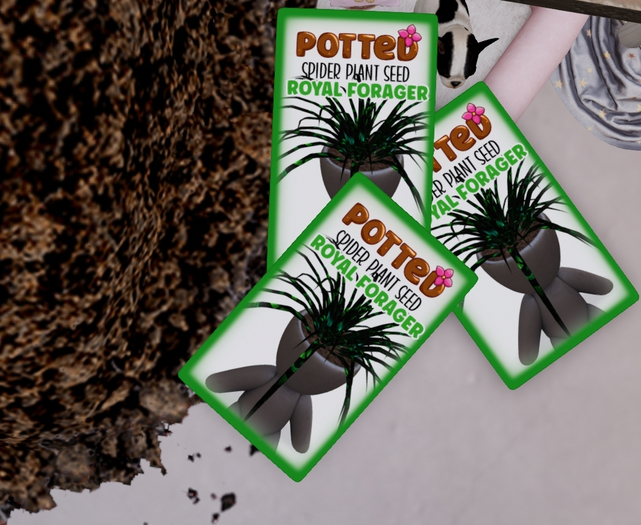 Potted: Spider Plant Seed: Royal Forager