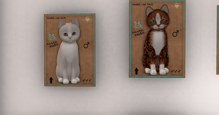 KittyCatS Box - New Born Kitten