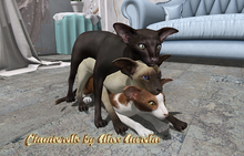 06 6 Mutresse-Dobby Cats