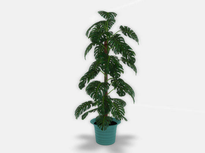 DTC - Monstera in ceramic pot - 2 LI