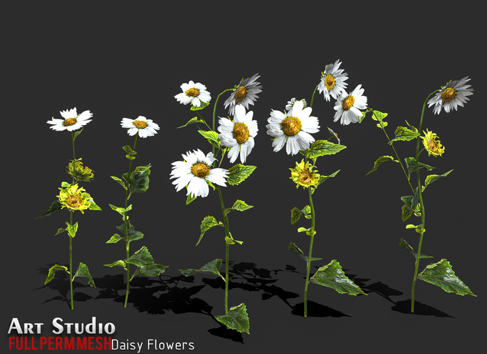 Art Studio.FULL PERM \\ Daisy Flowers