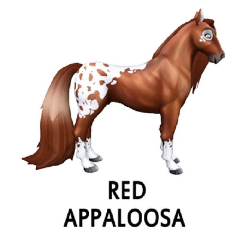 Red Appaloosa  F