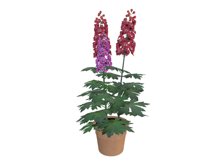 DTC - Delphinium in terracotta pot - 2 LI