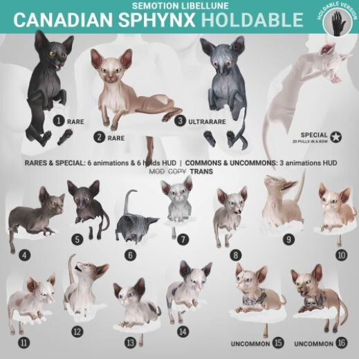SEmotion Libellune Canadian Sphynx Holdable ULTRARARE 03