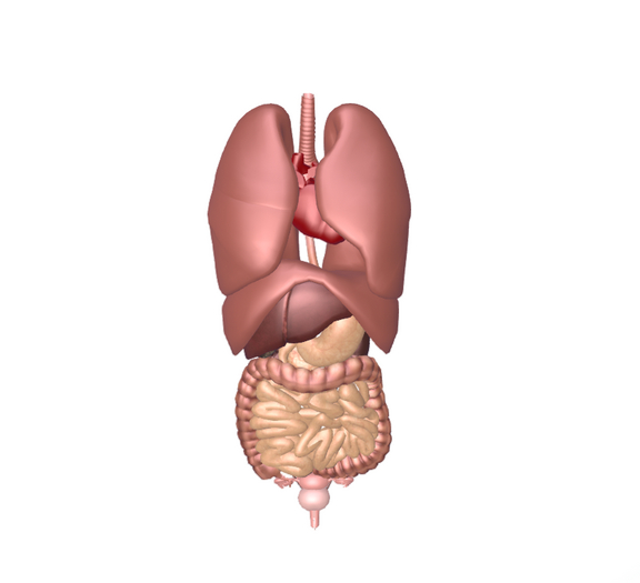 -Female visceral organs-Basic Edition-Demo