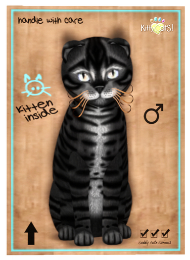 KittyCatS Box - Toyger - Coal 9T M