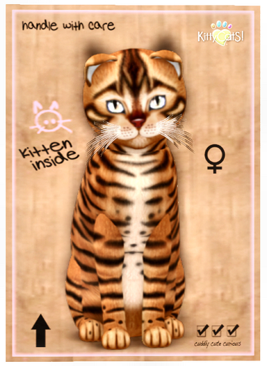 KittyCatS Box - Toyger - Caramel 9T F