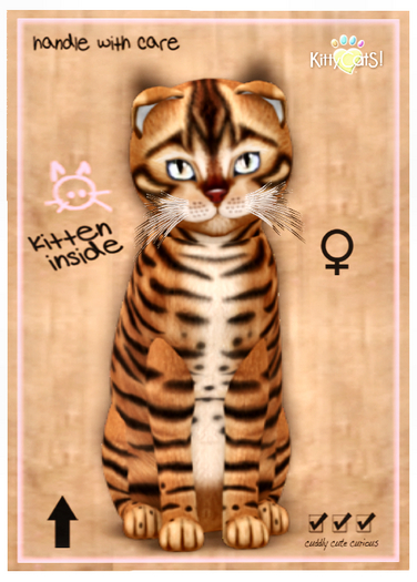 KittyCatS Box - Toyger - Caramel 9T F