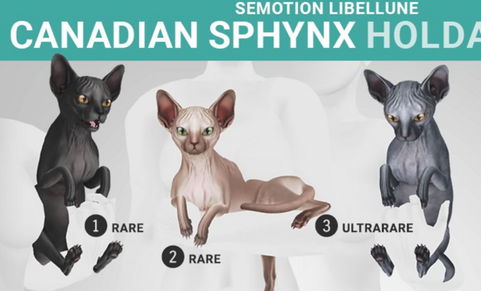 SEmotion Libellune Canadian Sphynx Holdable ULTRARARE 03