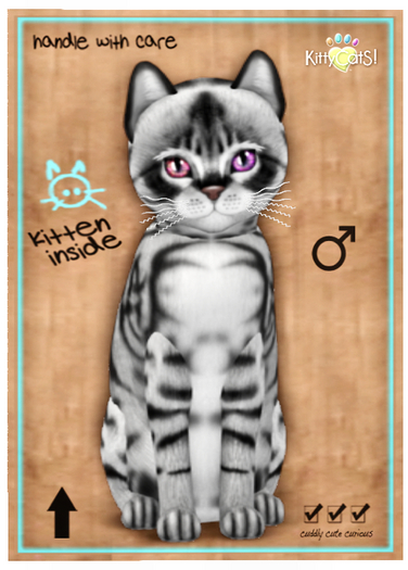 KittyCatS Box - Australian Mist - Charcoal 9T M