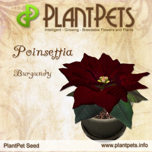PlantPet Seed [Poinsettia *Burgundy*]
