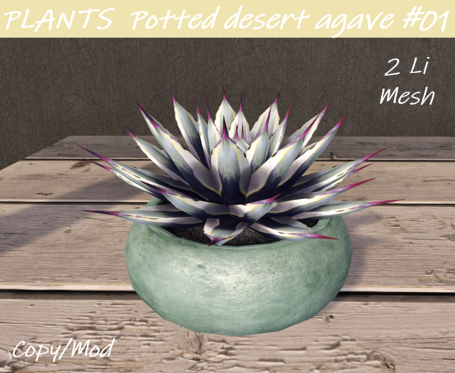 PLANTS Potted Desert agave #01