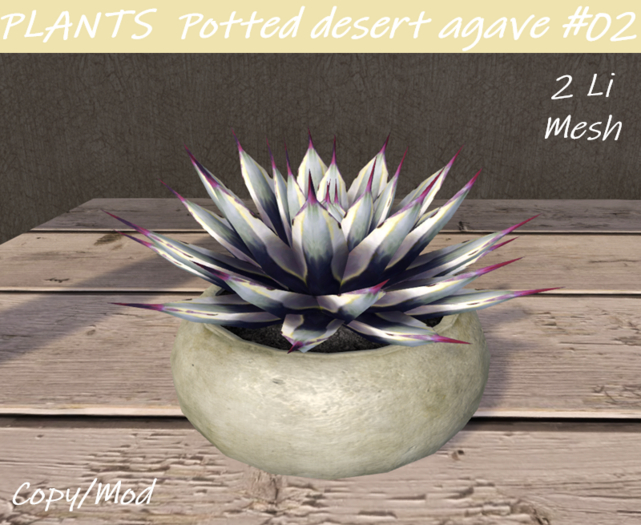 PLANTS Potted Desert agave #02