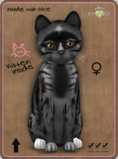 KittyCatS Box - Genesis - Smokey V Female Teacup