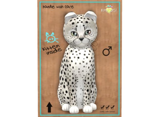 KittyCatS Box - 7T - M - Cheetah! - Maltese Black Chinchilla
