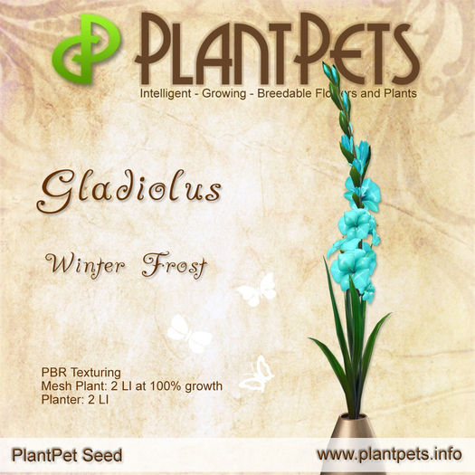 PlantPet Seed [Gladiolus *Winter Frost*] Seasonal