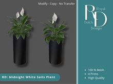 RD: Midnight White Sails Plant Copy