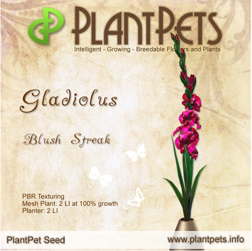 PlantPet Seed [Gladiolus *Blush Streak*] RARE
