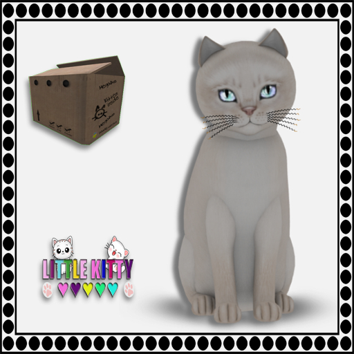 KittyCatS Box - 9T Abyssinian - Creme F